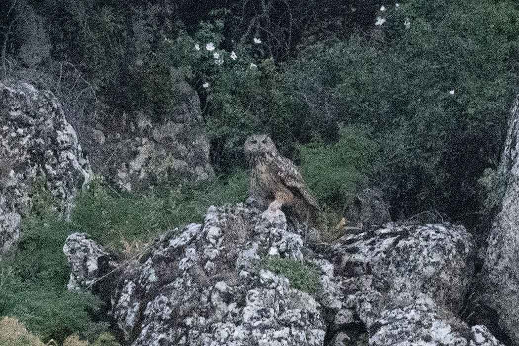 Eurasian Eagle-Owl